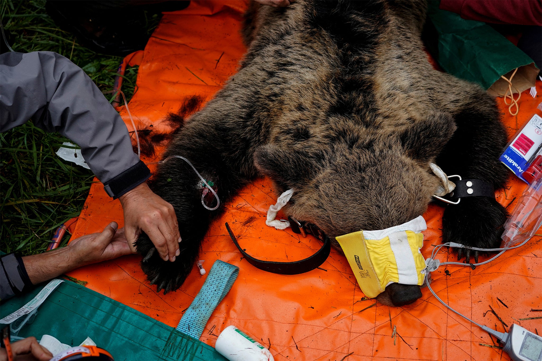 A female Iberian brown bear lies anesthetised while veterinarians perform a health check-up, in Villarino, Spain