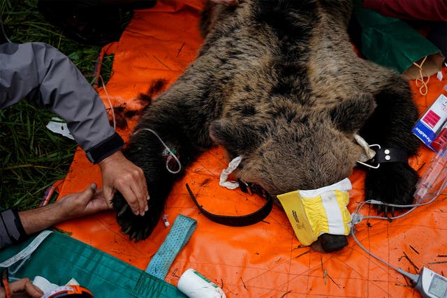 <p>A female Iberian brown bear lies anesthetised while veterinarians perform a health check-up, in Villarino, Spain</p>