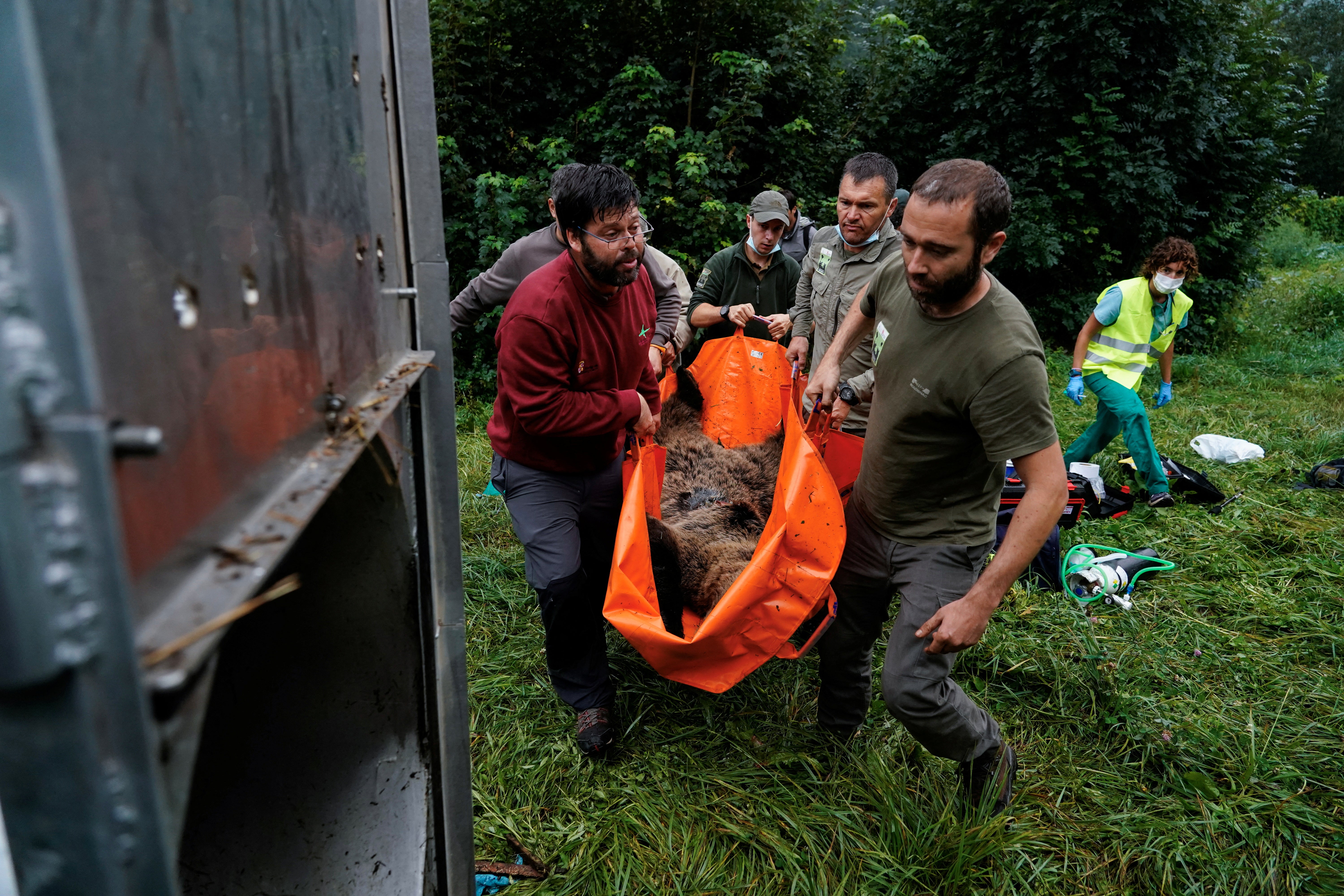 A team carries the anaesthetised bear back to a remote-controlled cage after placing a GPS collar on the animal