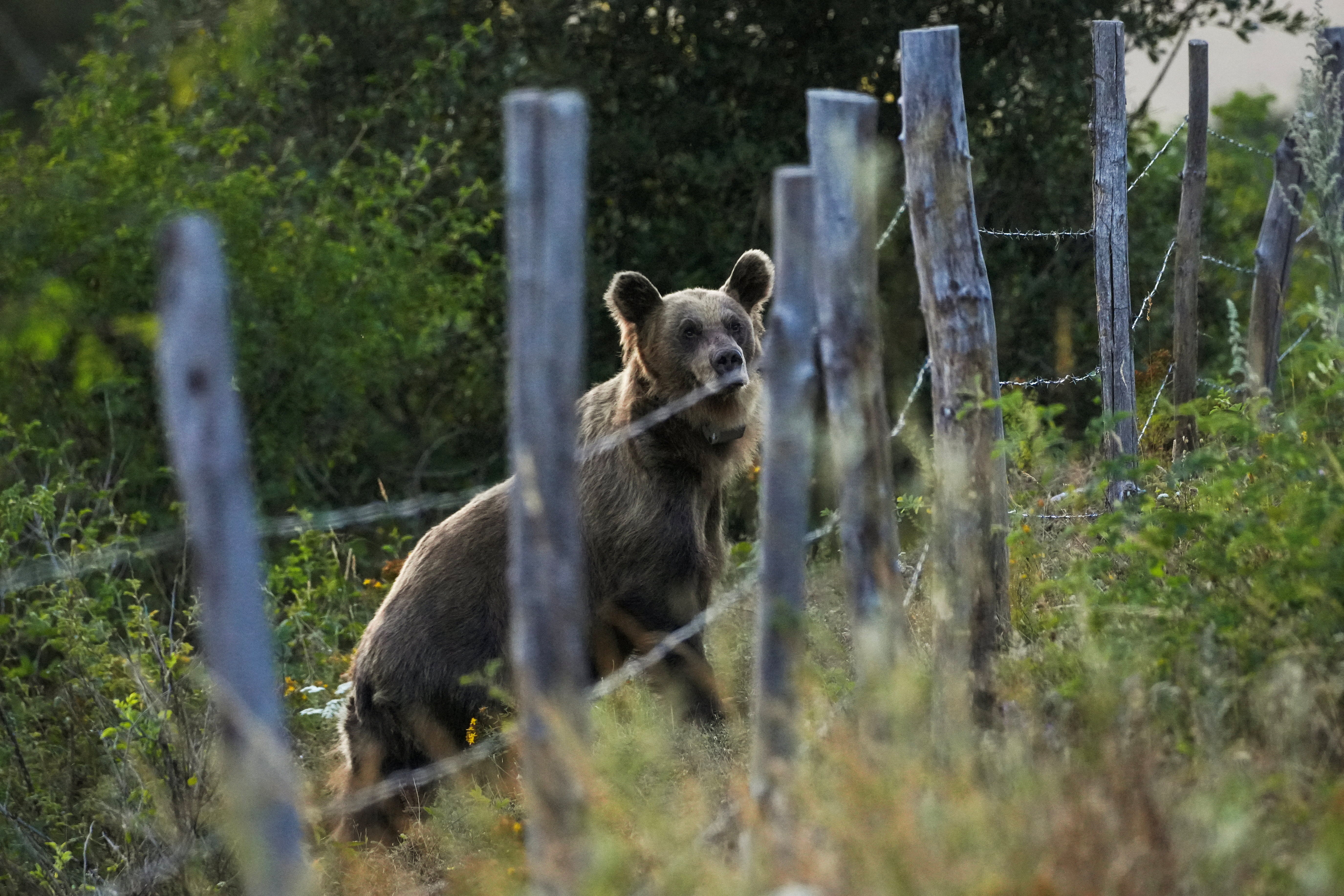 A female Iberian brown bear wearing a GPS collar on her neck walks, in Villar de Santiago, Spain