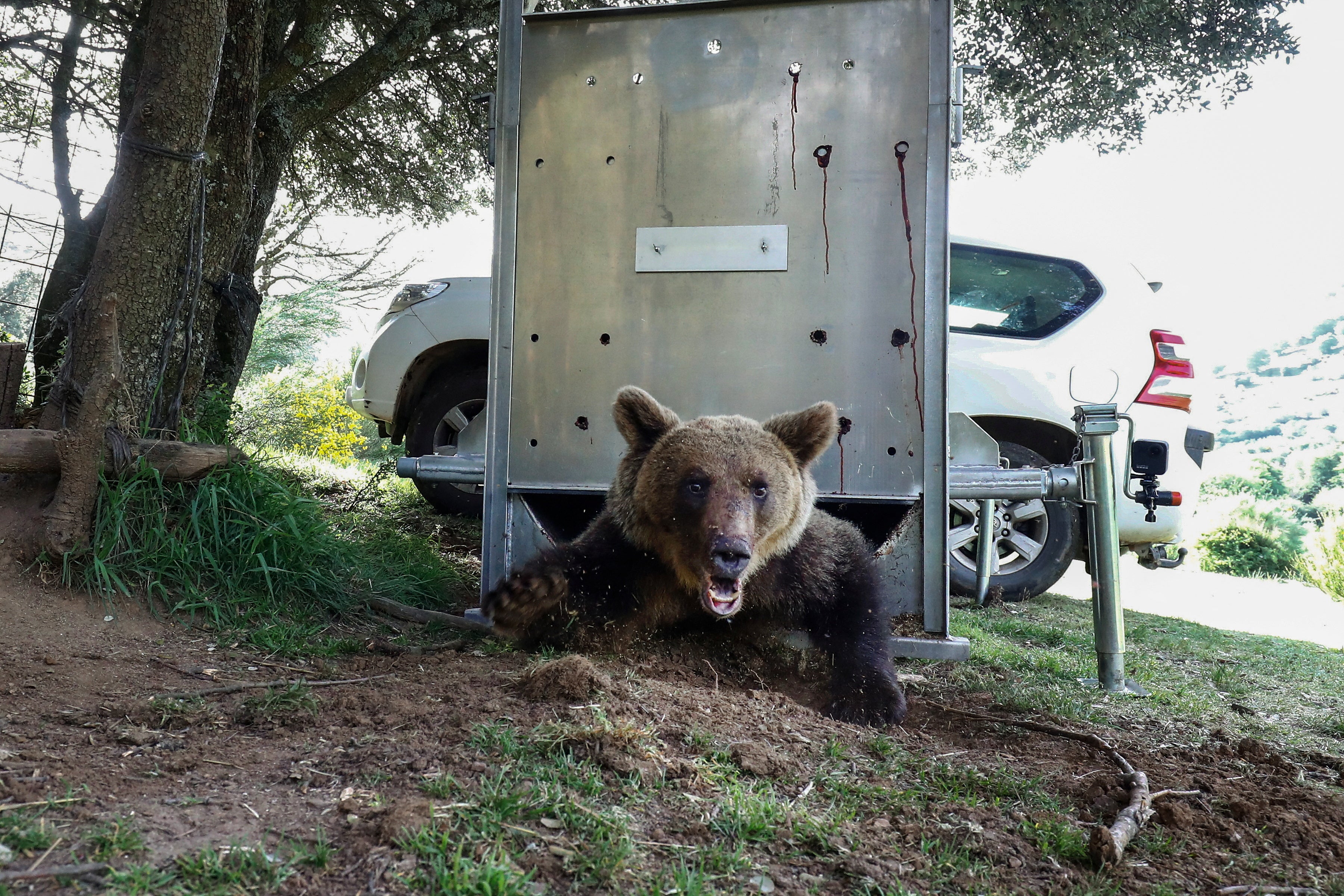 An Iberian brown bear leaves a remote-controlled cage, as part of a special programme monitoring and protecting the species, in Tosande