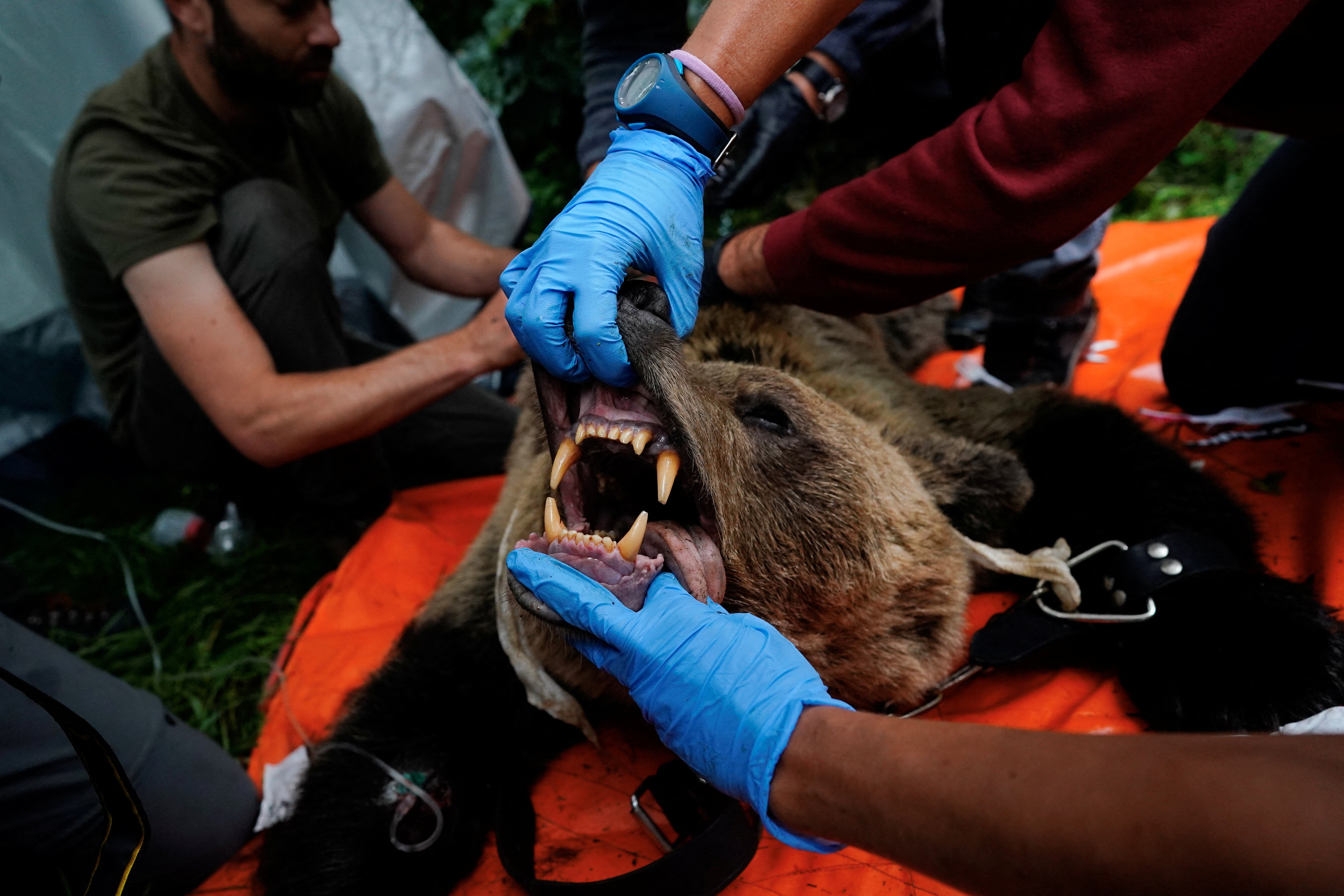 Veterinarians examine the mouth of an anaesthetised female Iberian brown bear