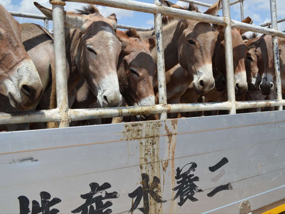 Donkeys driven towards extinction in Africa by demand for Chinese medicine,  experts warn | The Independent