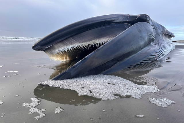 Oregon Dead Fin Whale