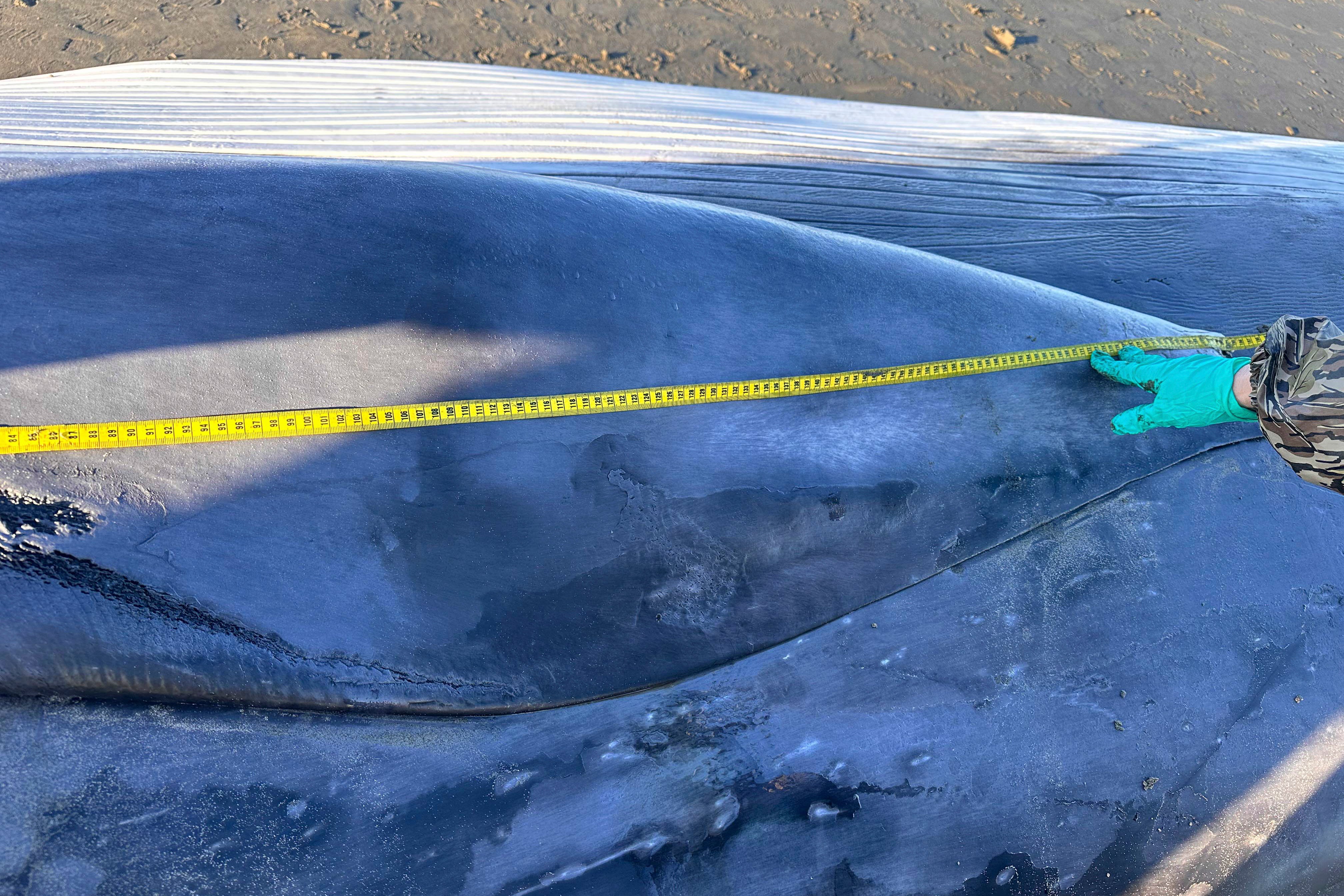 Oregon Dead Fin Whale