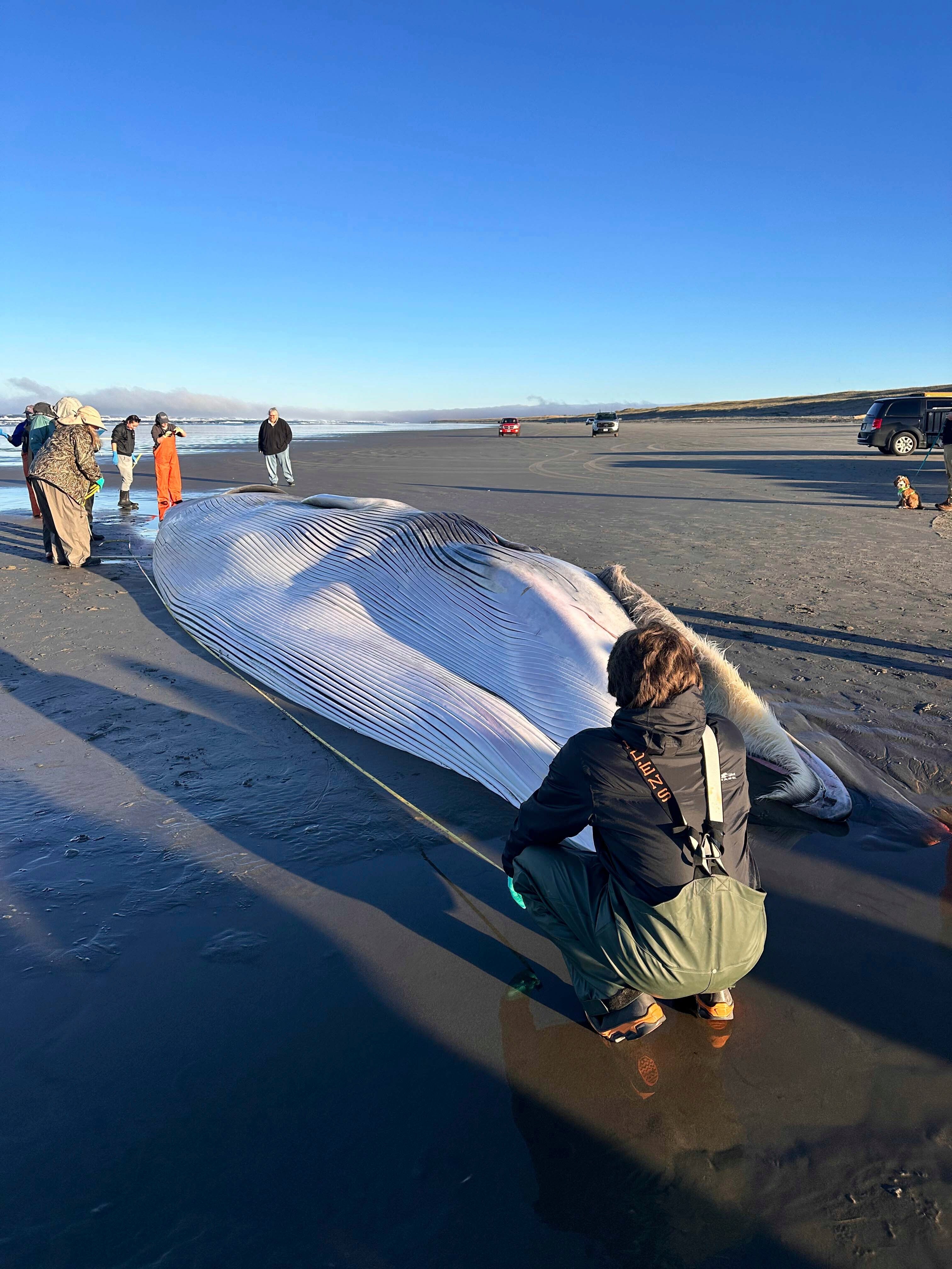 Oregon Dead Fin Whale
