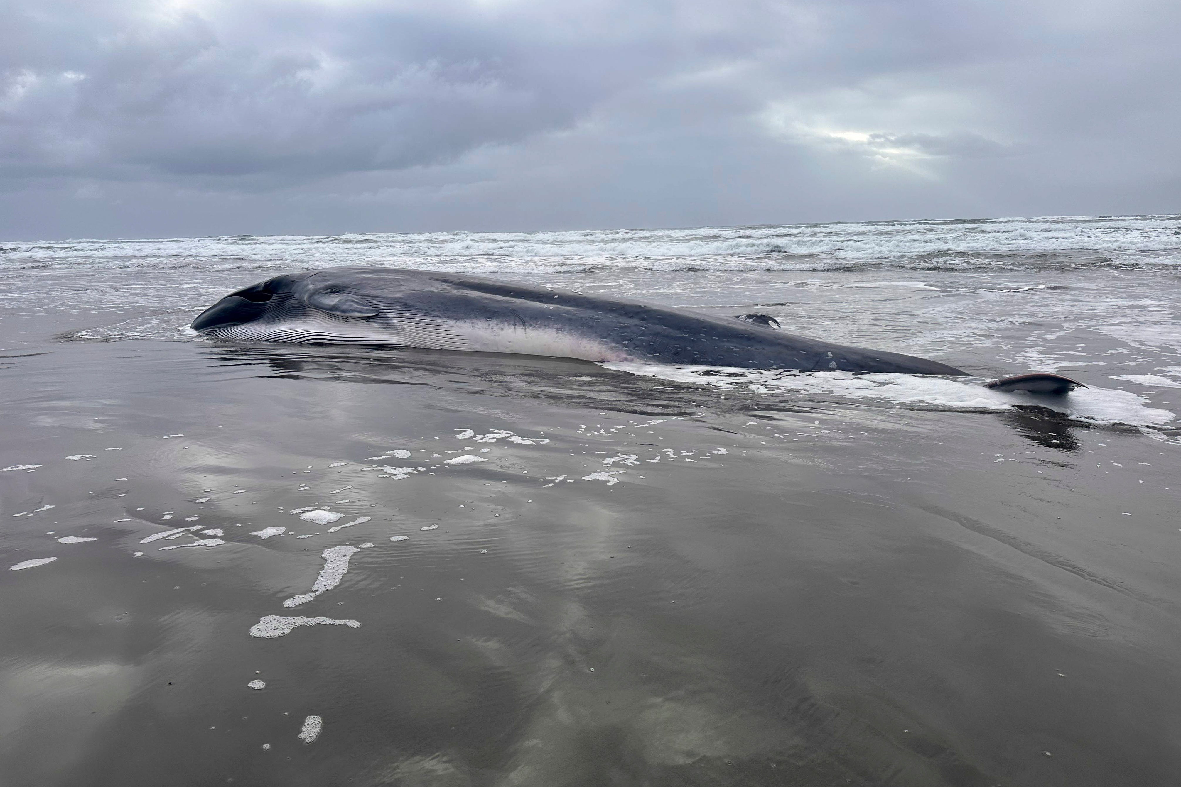 Oregon Dead Fin Whale