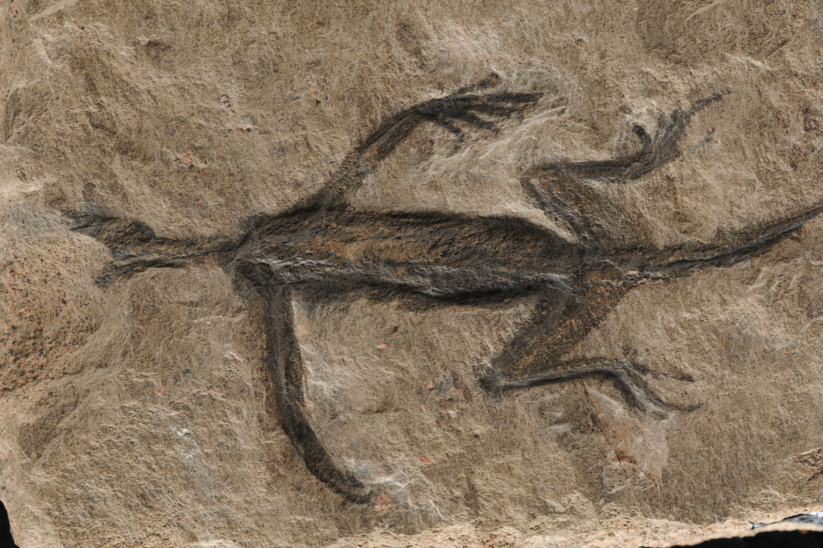Archeológovia boli ohromení pravdou za 280 miliónov rokov starou fosíliou