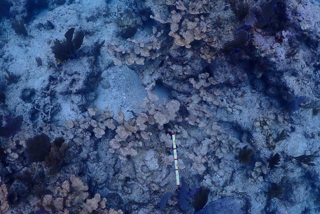 Coral Restoration Death