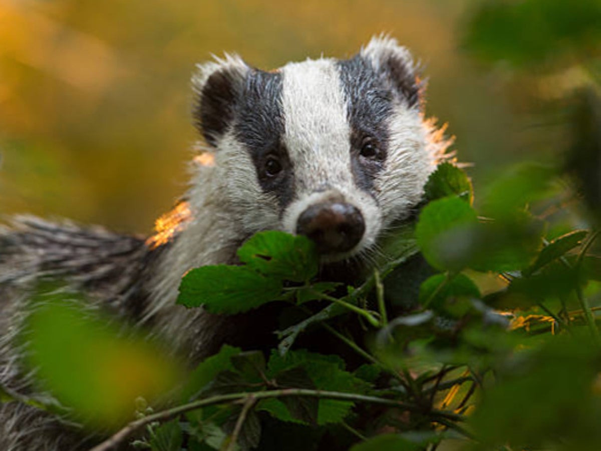 Thousands more badgers could be killed under proposal to raise target numbers in cull