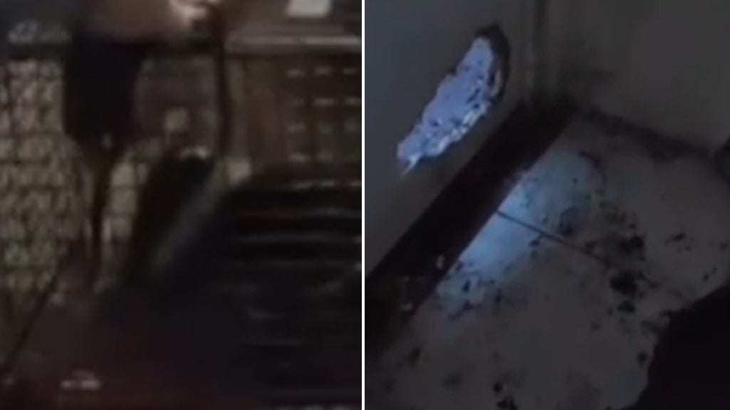 <p>Badger ransacks Isle Of Wight home leaving £4,000 of damage</p>