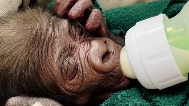 <p>Endangered gorilla born by caesarean for first time in zoo’s 115-year history</p>