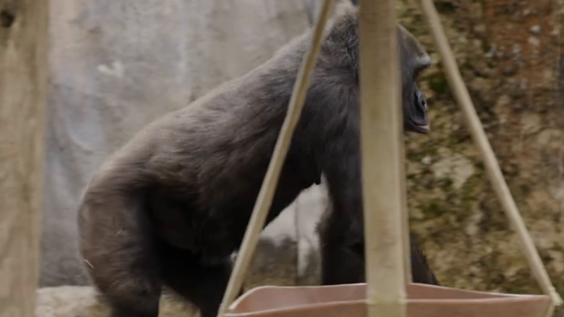 <p>Forth Worth Zoo shares update following rare gorilla caesarean </p>