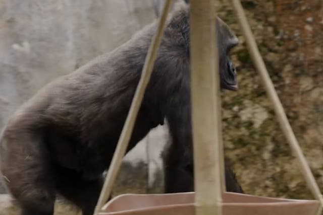 <p>Forth Worth Zoo shares update following rare gorilla caesarean </p>