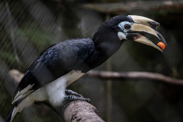 <p> A Oriental pied hornbill (Anthracoceros albirostris) is seen inside its enclosure at Wildlife Rescue Centre Jogja on January 22, 2021 in Yogyakarta, Indonesia</p>