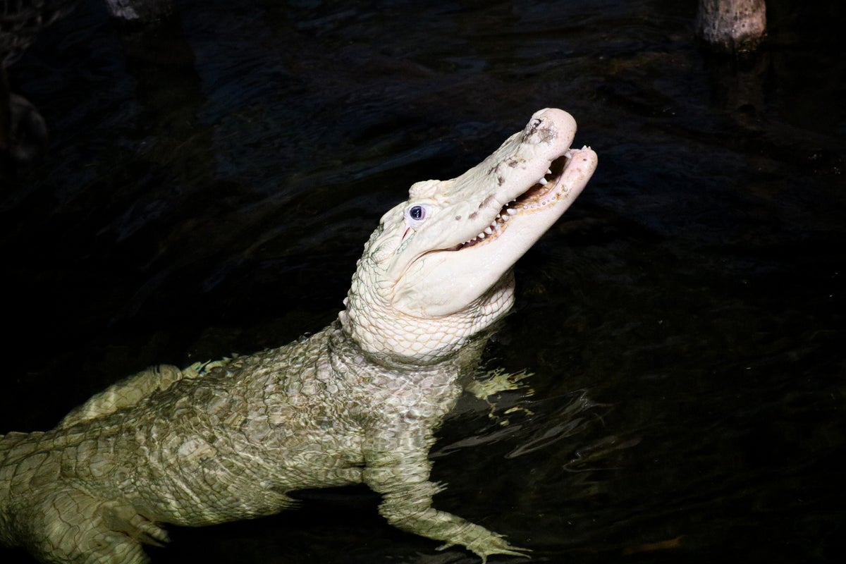 Zoo visitors urged to stop throwing coins as 70 removed from stomach of rare alligator