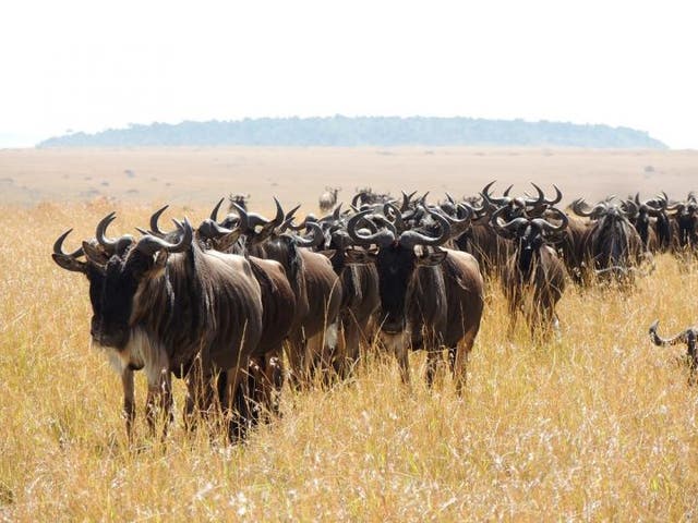 <p>The great Serengeti wildebeest migration is also at risk from a number of invasive alien plant species</p>