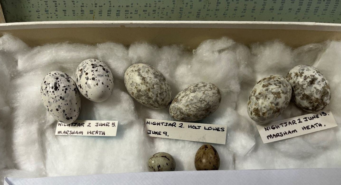 A selection of the eggs