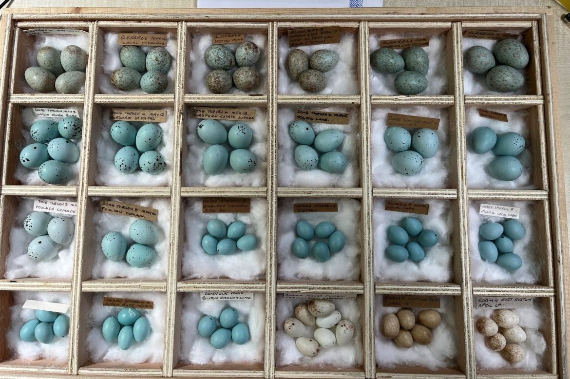 Just some of the birds eggs found in the possession of Daniel Lingham
