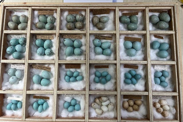 <p>Just some of the birds eggs found in the possession of Daniel Lingham </p>