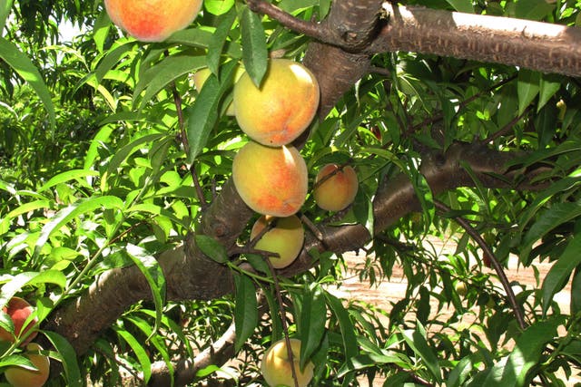 Gardening-Peaches