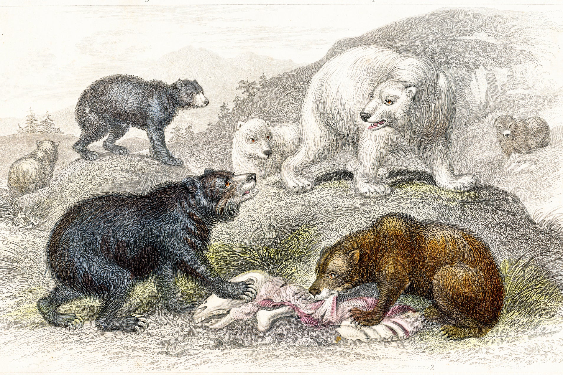 A so-called grisly bear (top left) does its best to look fearsome
