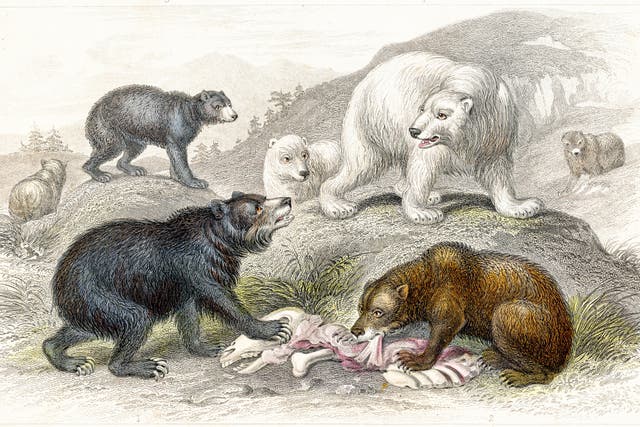 <p>A so-called grisly bear (top left) does its best to look fearsome </p>