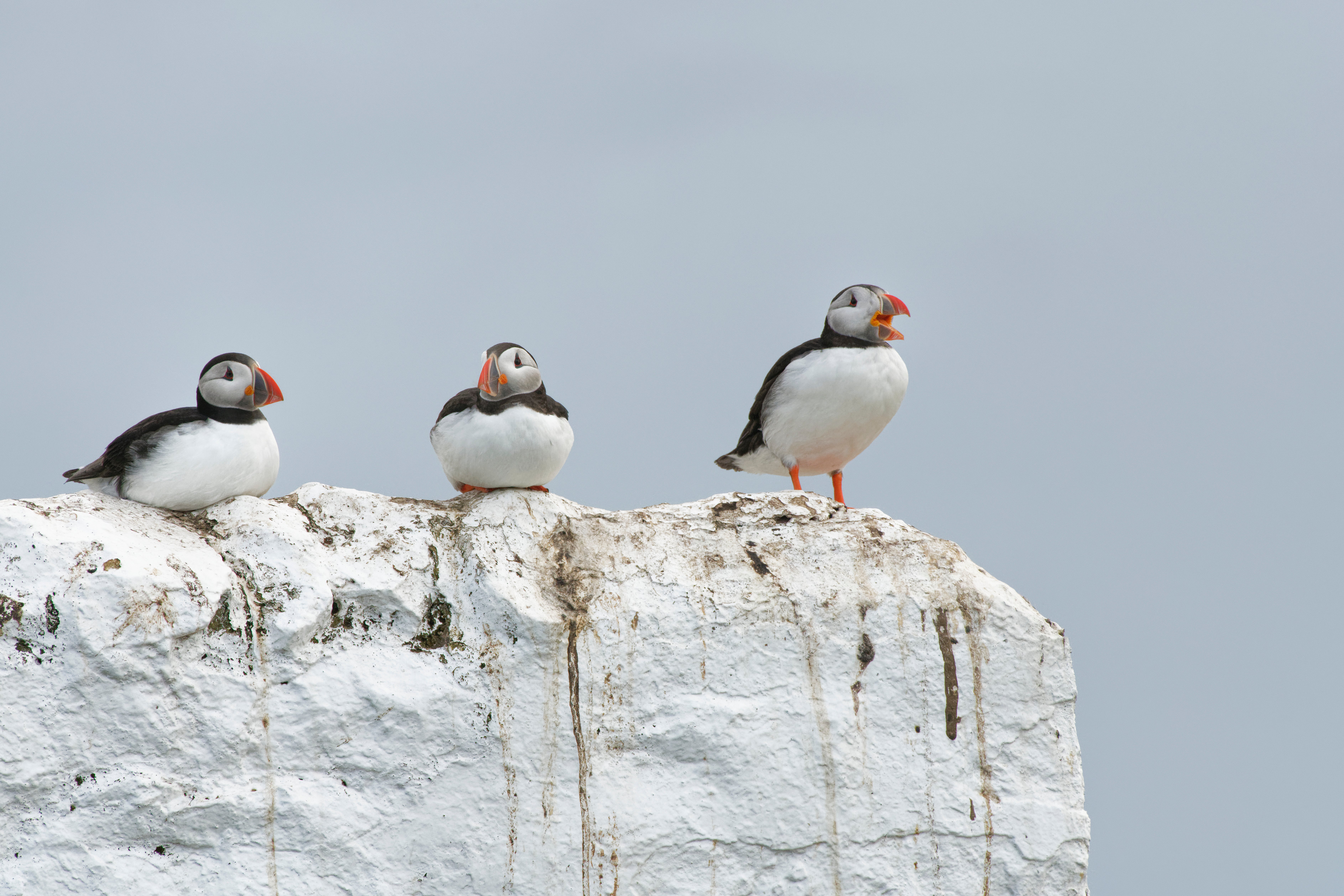 Puffins are among the birds which breed in the colony on Inner Farne