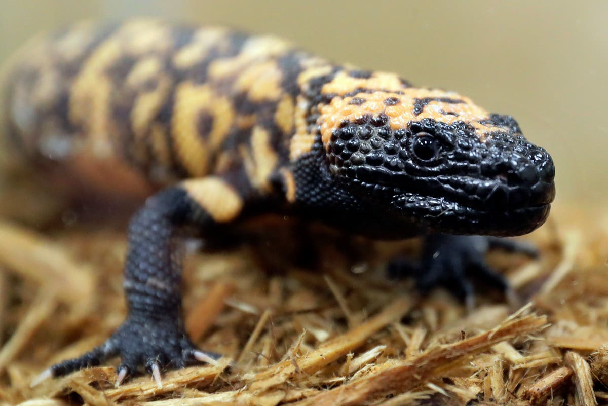 A Colorado man died after a Gila monster bite. What experts say about keeping pet lizards - Vimarsana News