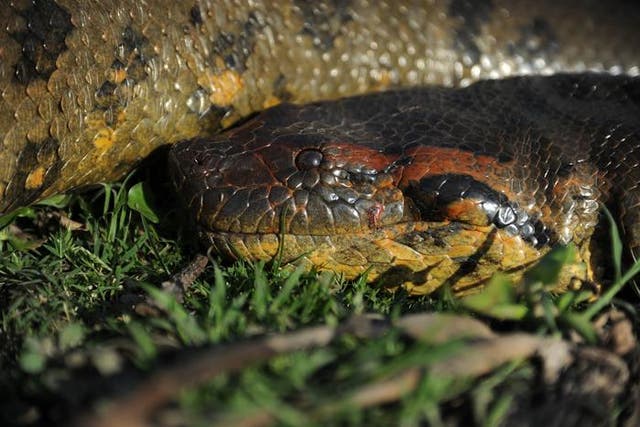 <p>A northern green anaconda</p>