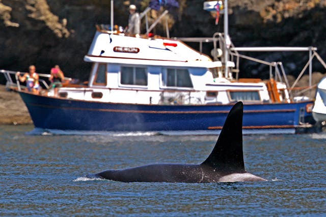 Whale Alerts Coast Guard