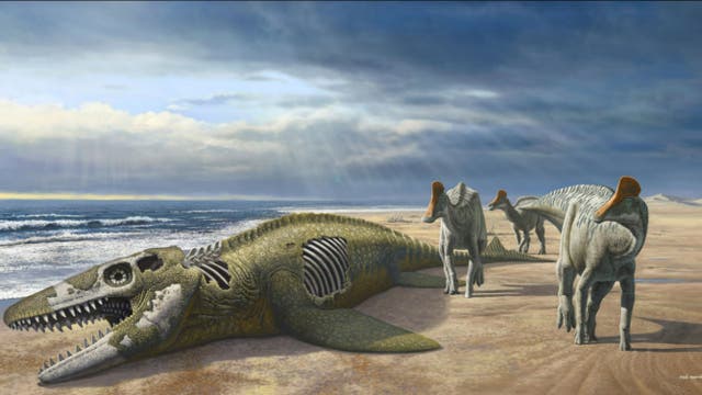 <p>The fossilised remains of a duck-billed dinosaur was discovered in Morocco </p>