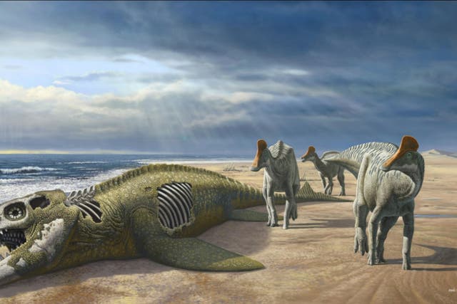 <p>The fossilised remains of a duck-billed dinosaur was discovered in Morocco </p>