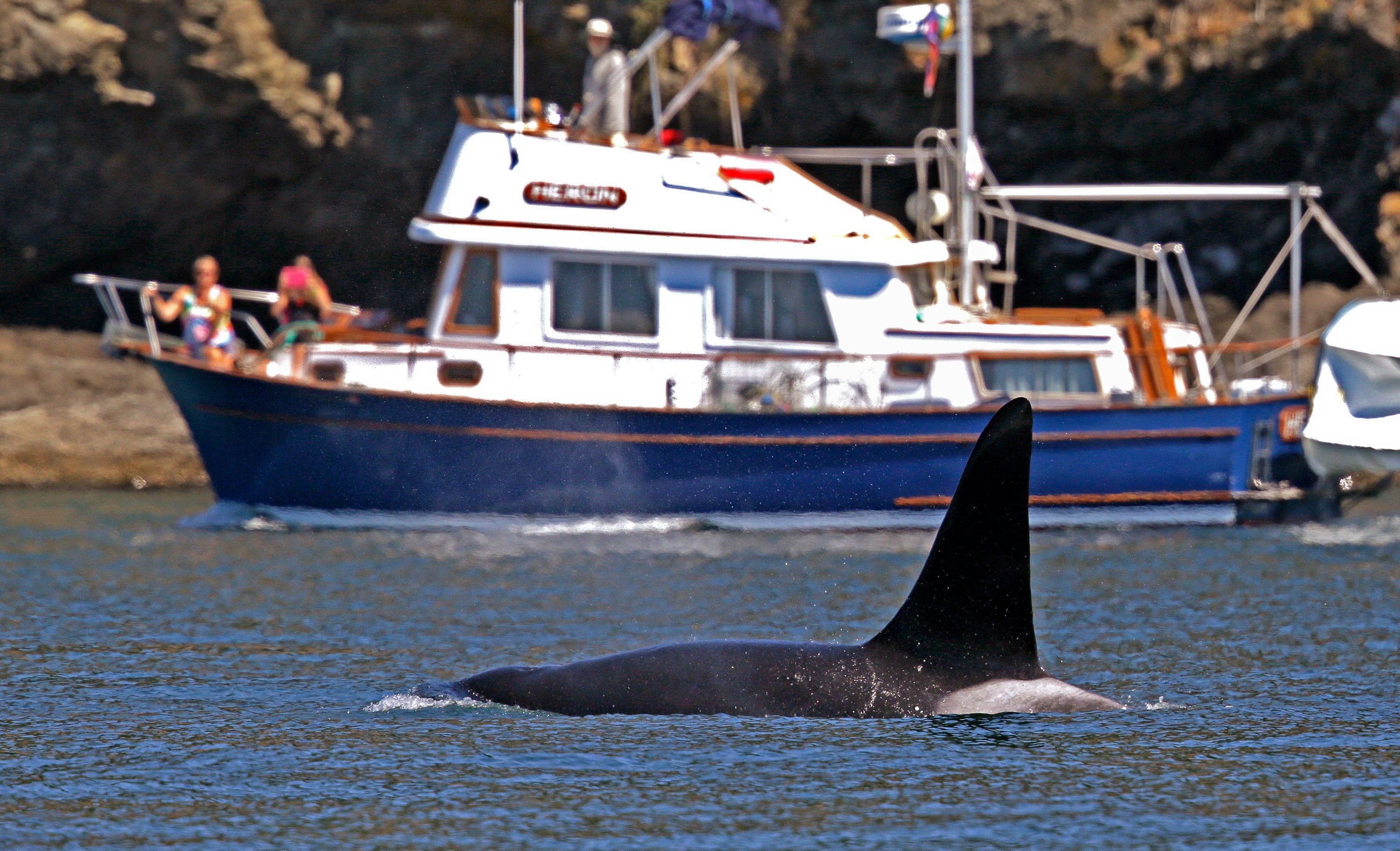 An orca swims by a boat in Salish Sea in the San Juan Islands, Washington