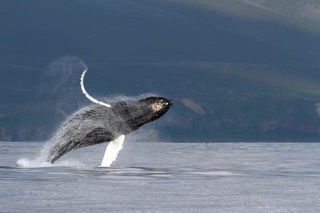 A humpback whale – which is a type of baleen whale – near Bering Island, located off the Kamchatka Peninsula in the Bering Sea (Olga Filatova/University of Southern Denmark)
