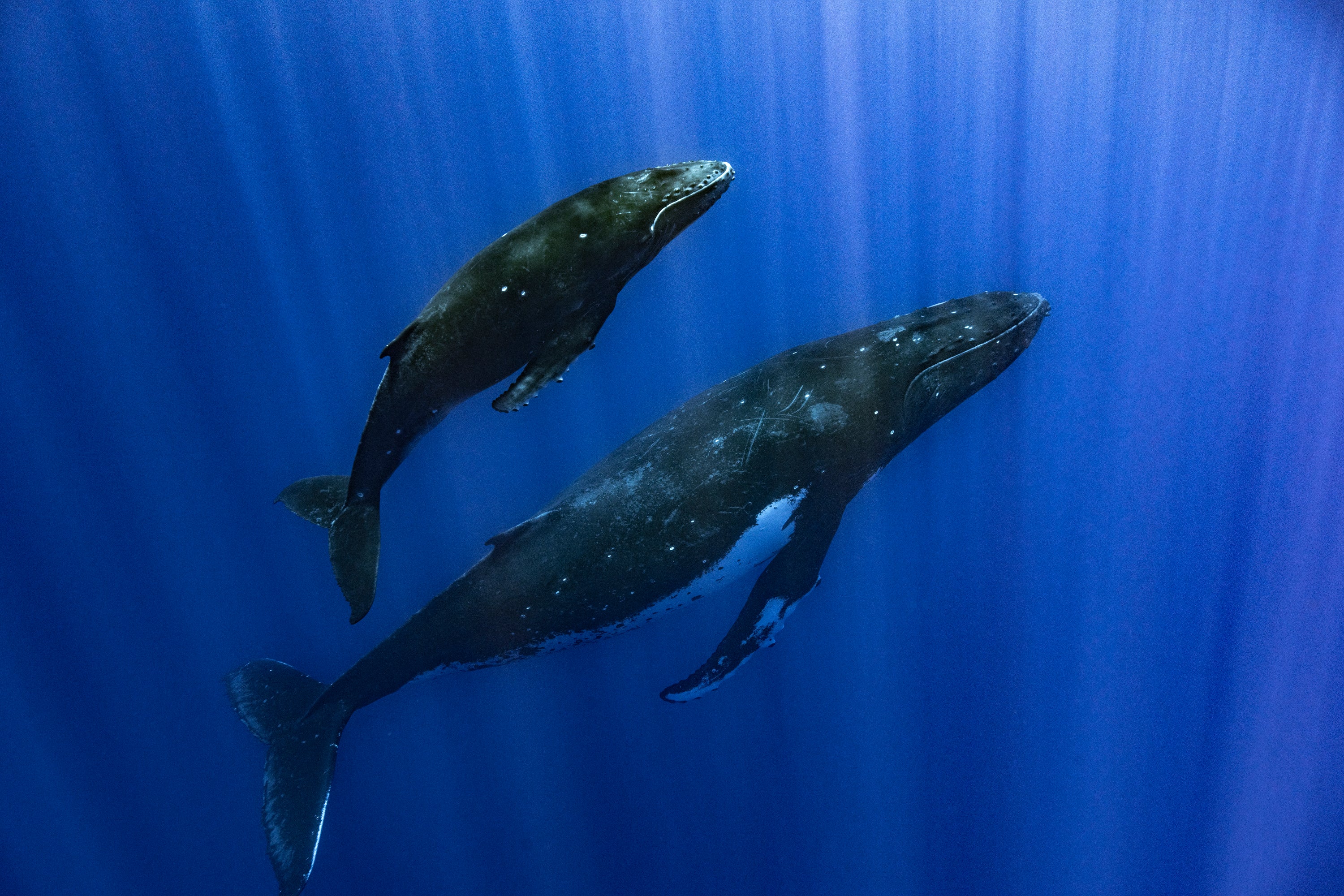 How Whales Sing