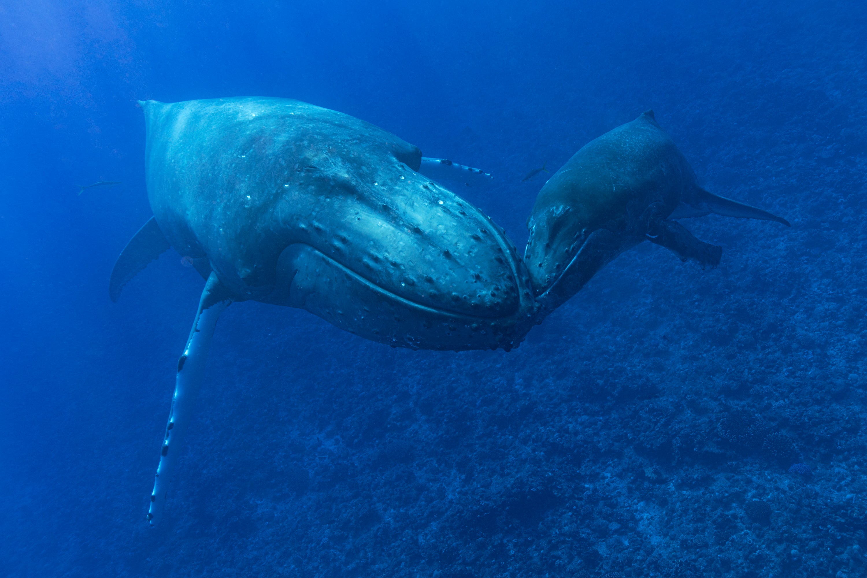 How Whales Sing