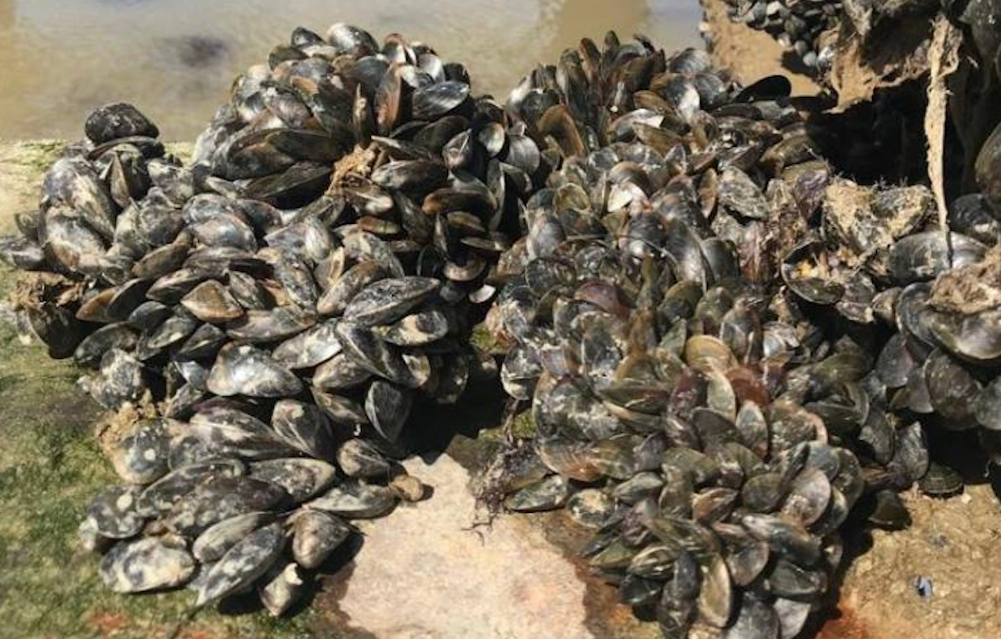 <p>Mytilus edulis on a dock in France</p>