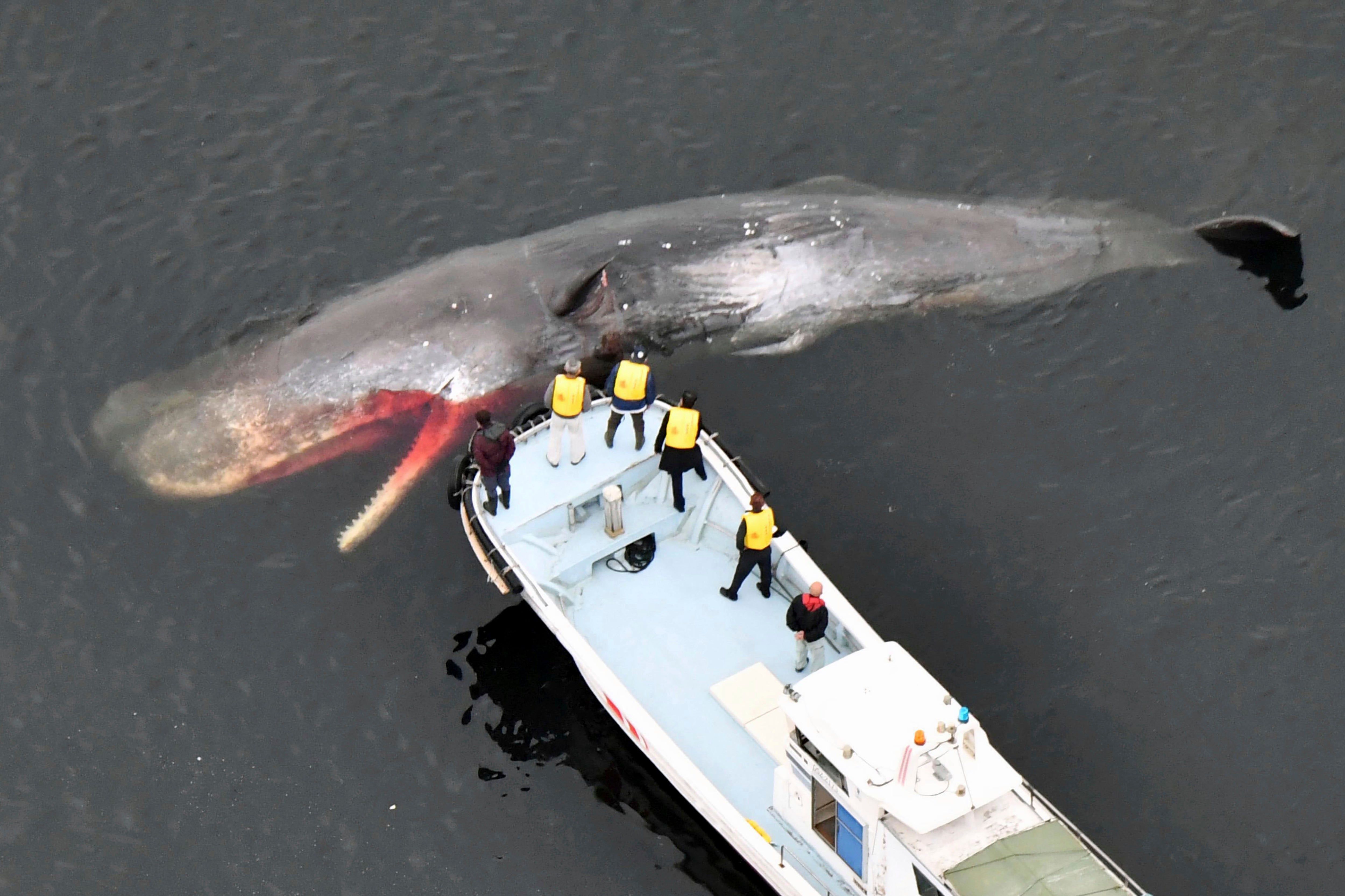 A whale, confirmed dead by field investigation, floats in Osaka Bay in Sakai city, western Japan