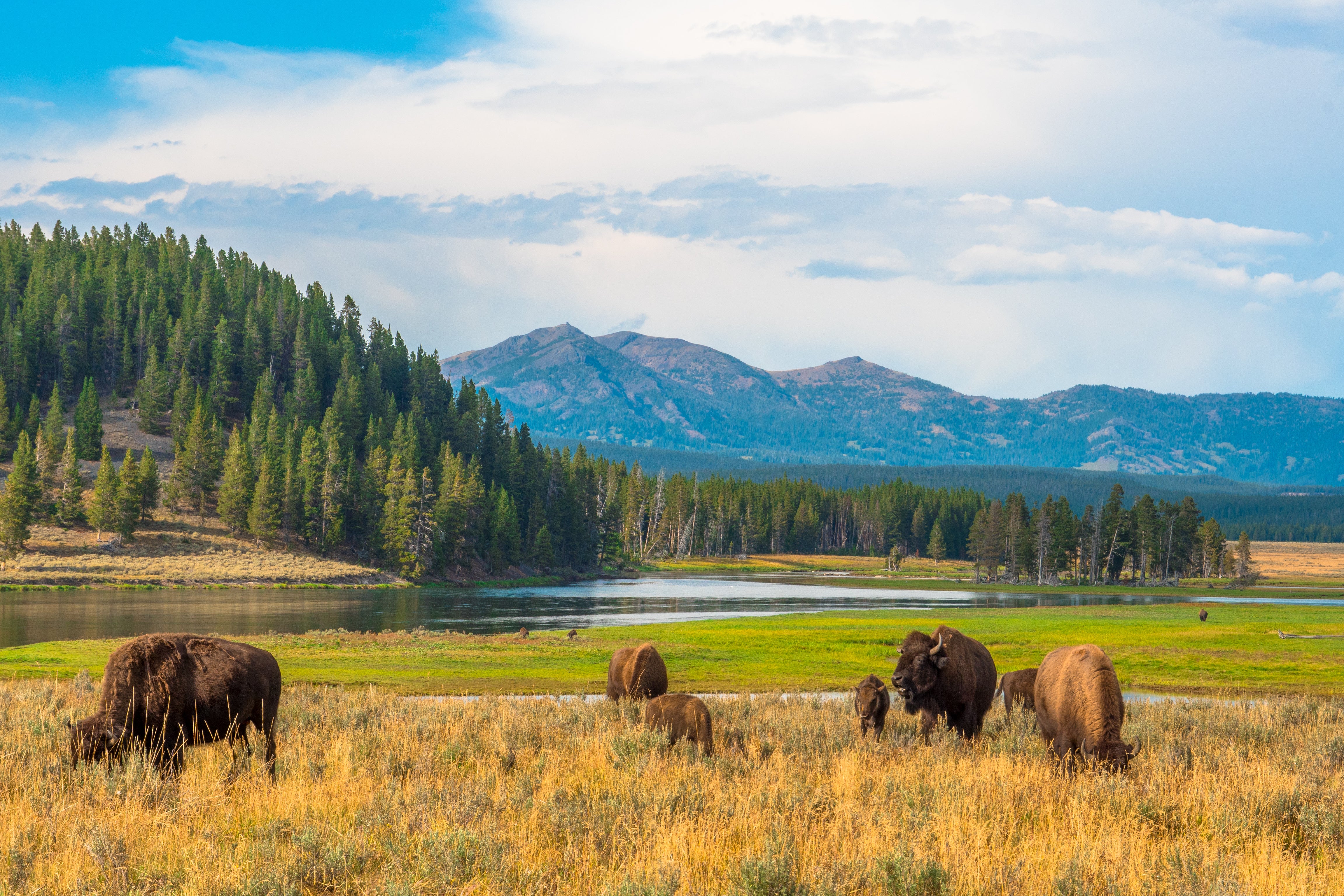Yellowstone’s 2.2 million acres sprawl across state lines