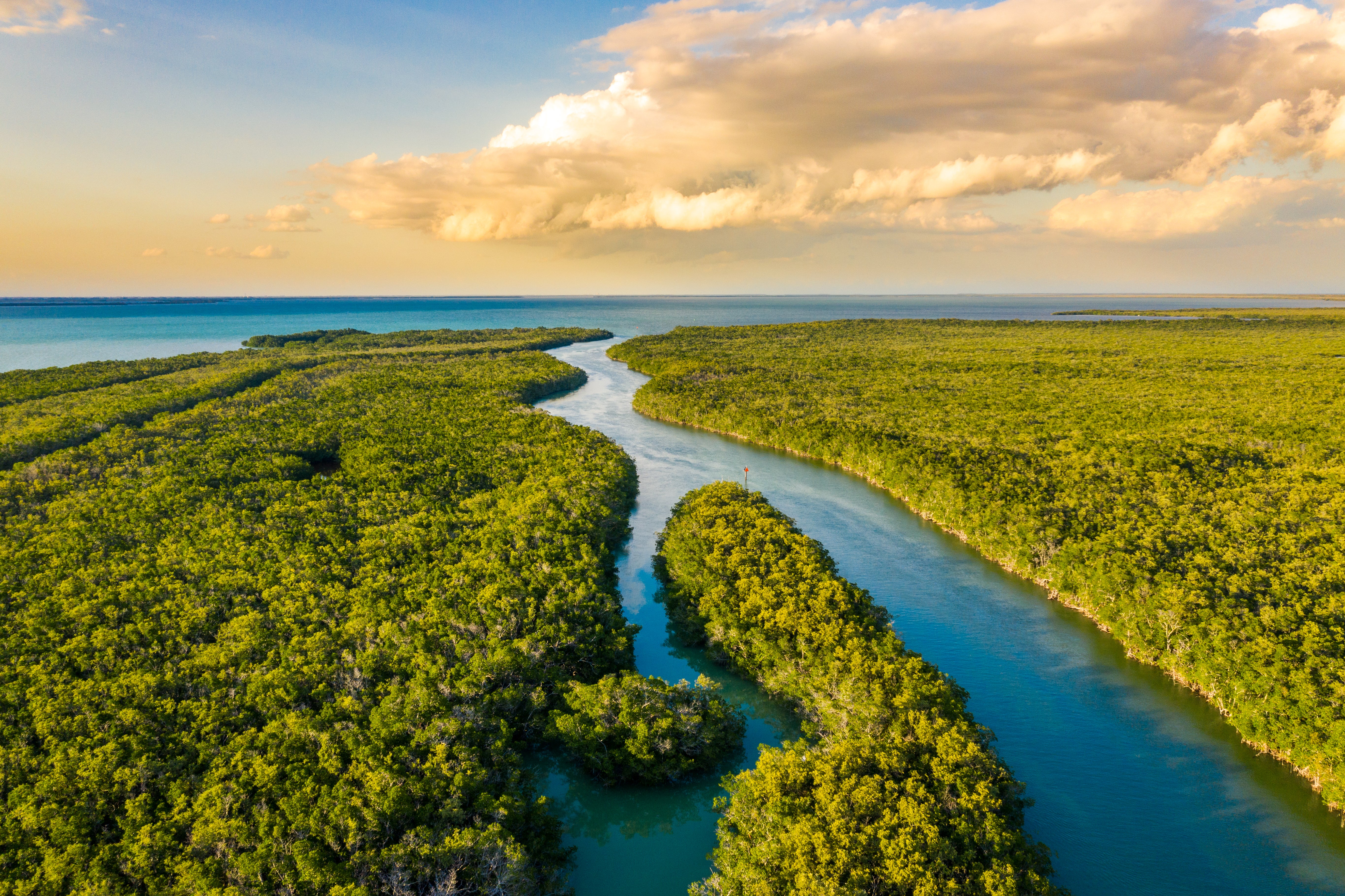 Alligators and crocodiles live side-by-side in the Everglades National Park