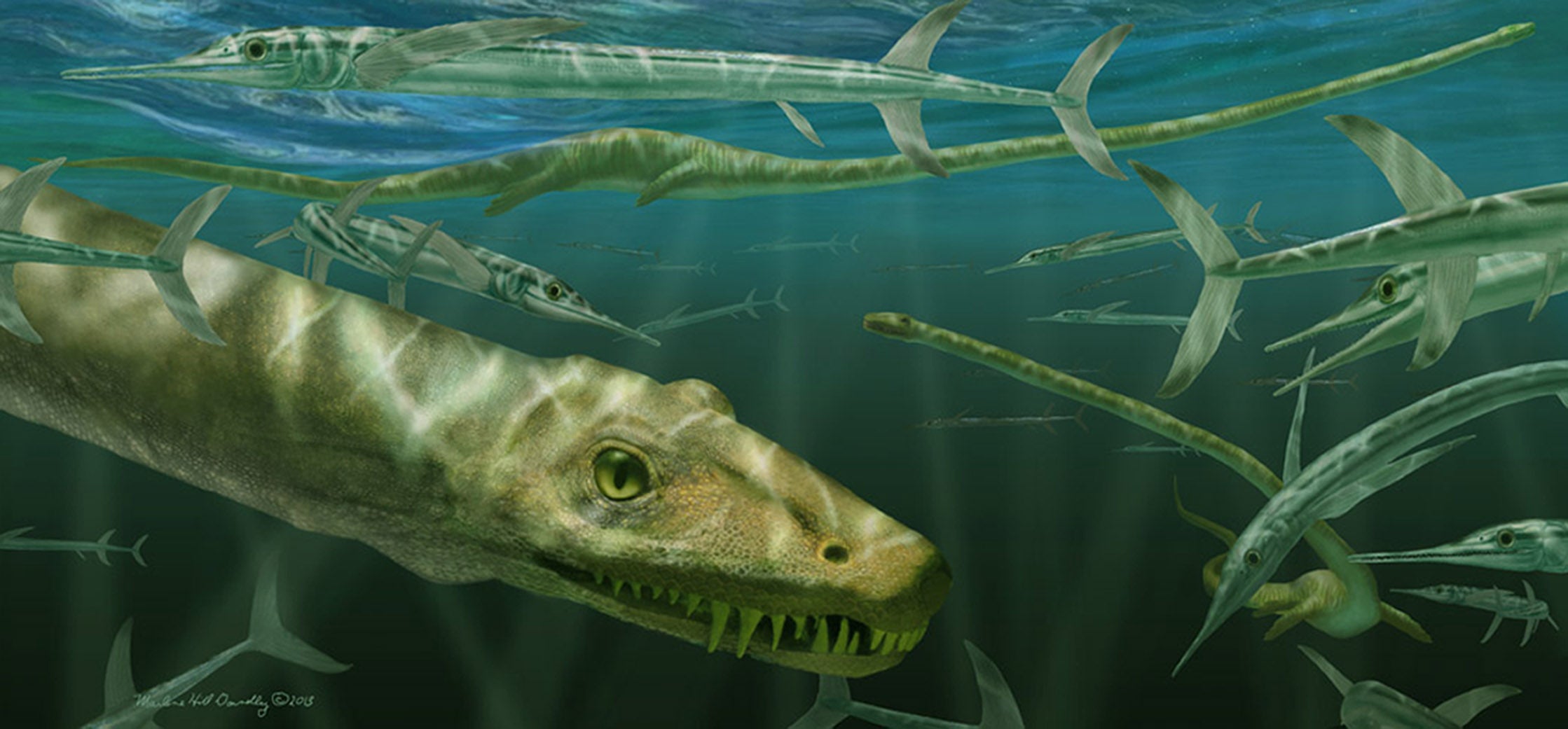 An artist impression of a Dinocephalosaurus orientalis swimming alongside some prehistoric fish known as Saurichthys