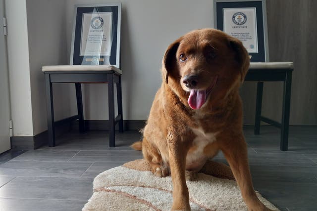 Portugal Oldest Dog Record