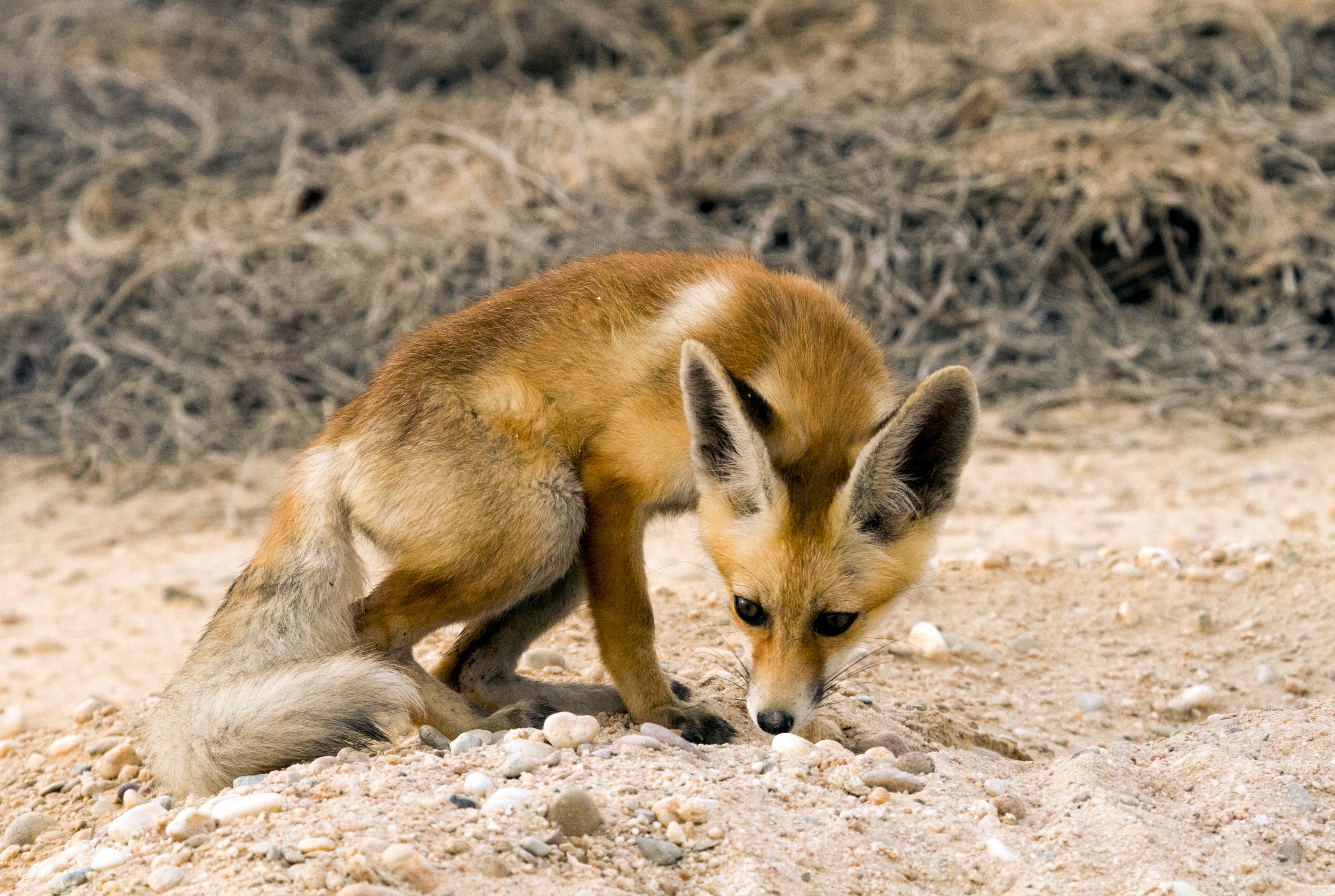 An Arabian red fox emerges from its burrow