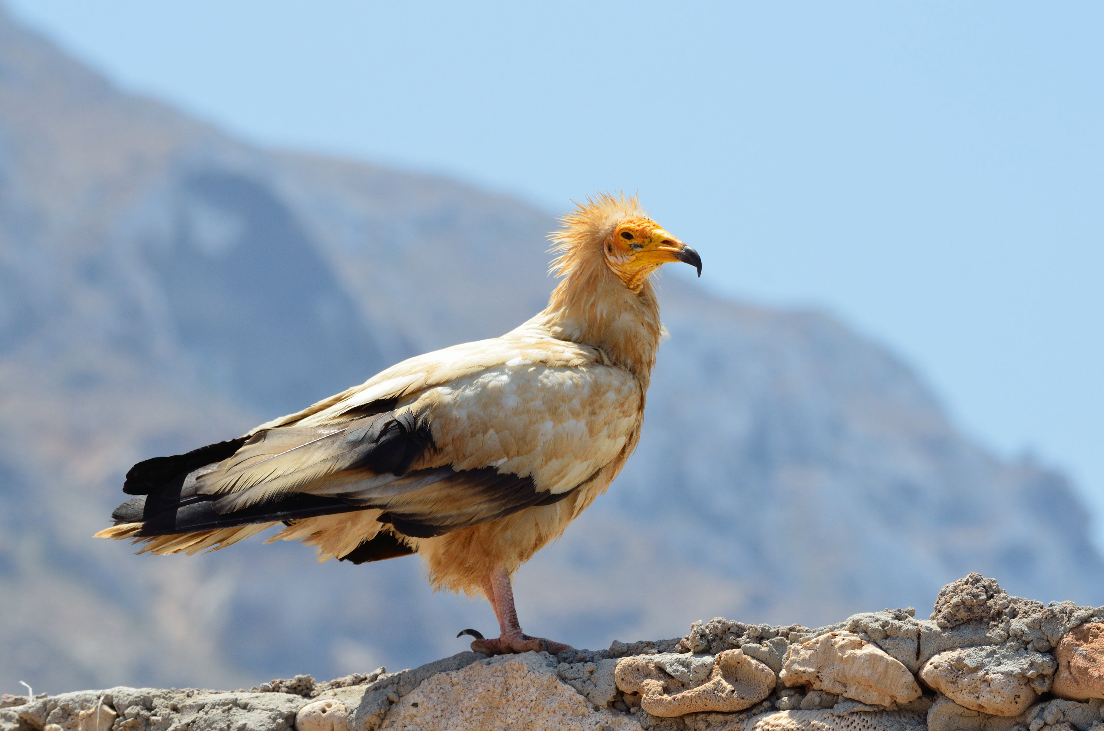 Critically-endangered Egyptian vultures are among species threatened by the development of the city