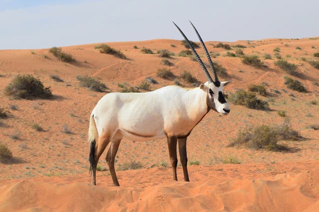 <p>The Arabian oryx is the national animal of Dubai</p>