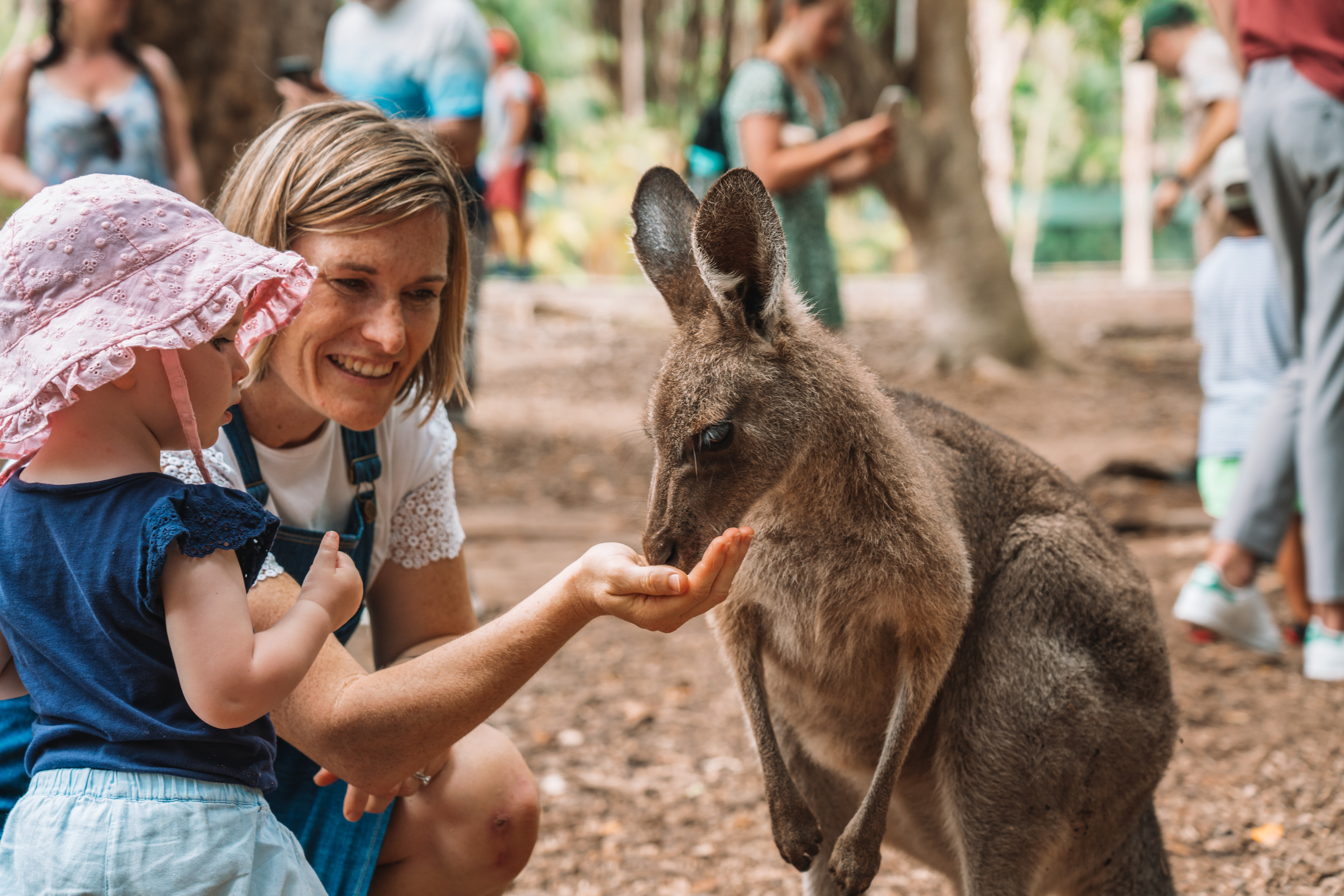 Kangaroos, koalas, crocs and quokkas can be spotted at Australia Zoo, the 1,000 acre plot founded by legend Steve Irwin