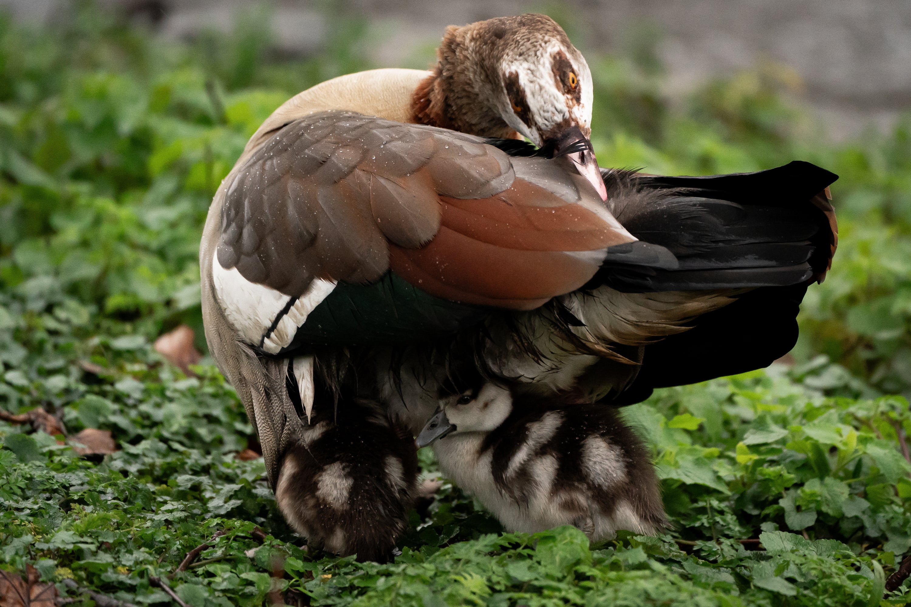 An Egyptian goose protects its gosling from the rain in St Jame’s Park in London on Thursday