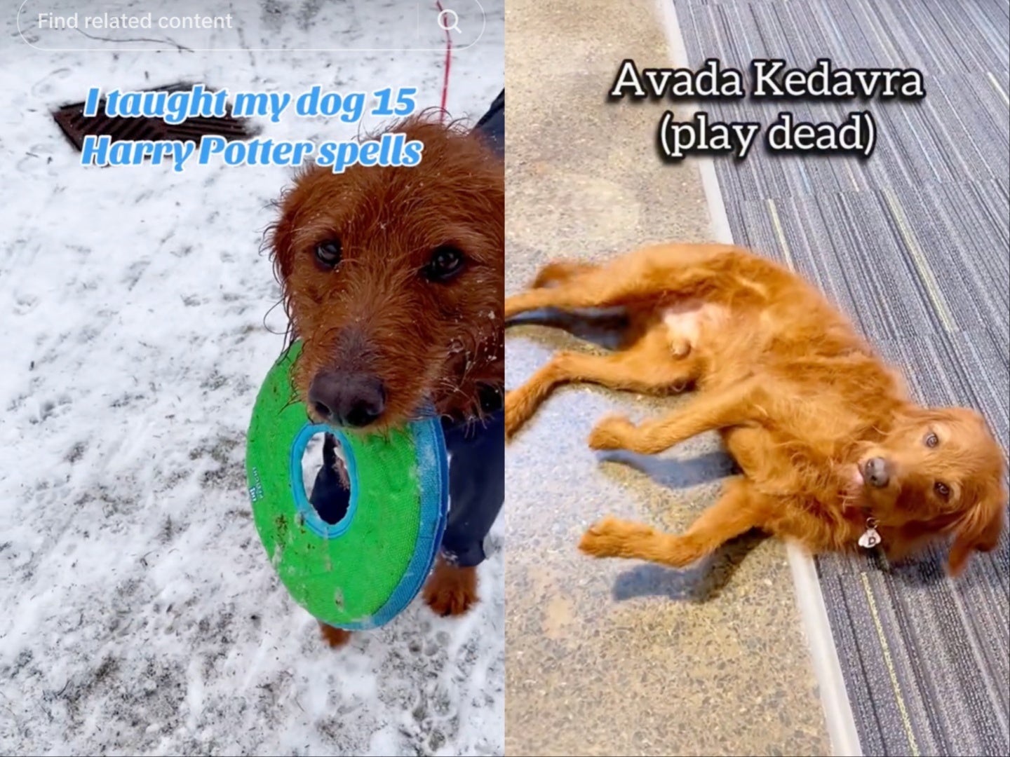 <p>Labradoodle learns magic thanks to owner's love of Harry Potter</p>