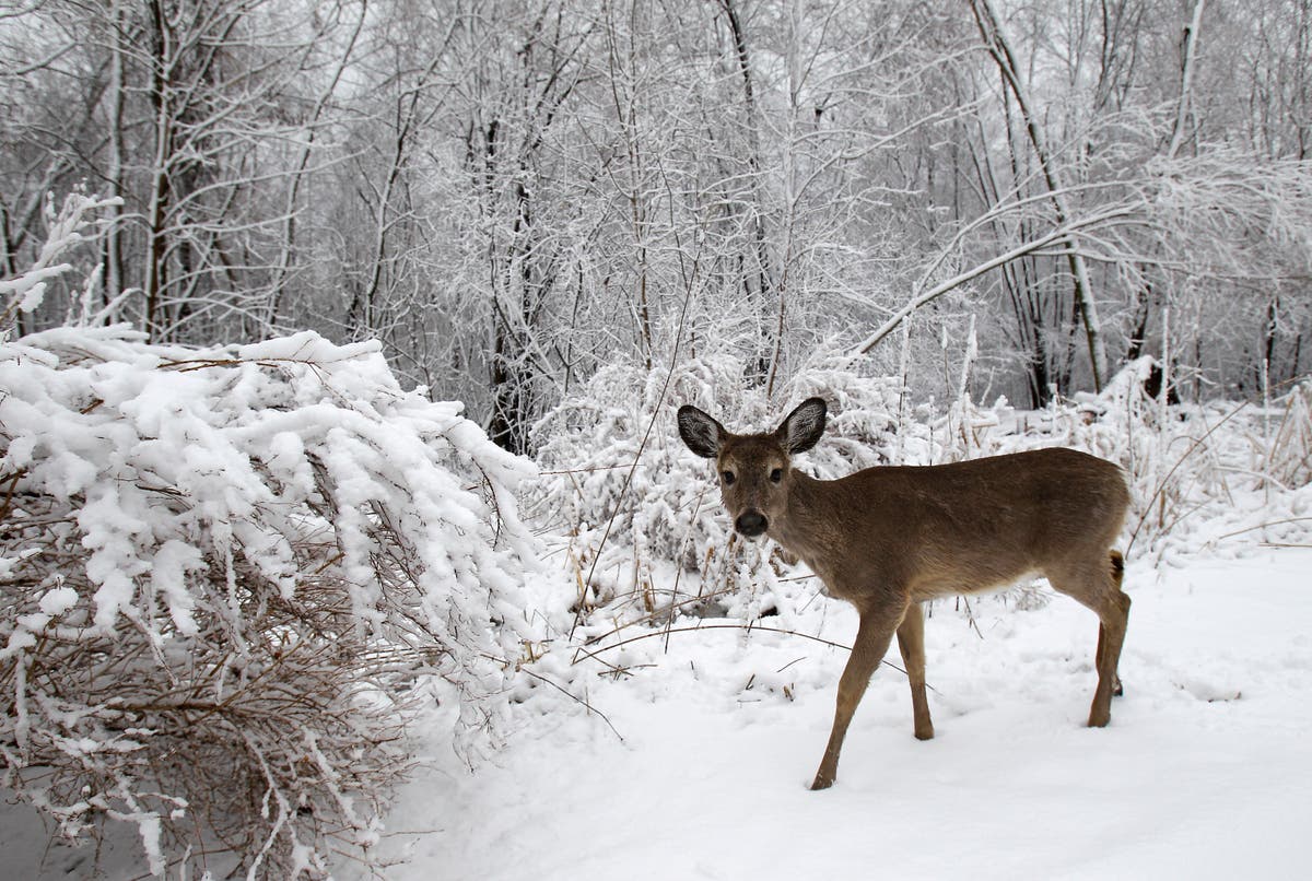 Wisconsin Assembly approves increases in out-of-state outdoor license fees to help close deficit Wisconsin Assembly approves increases in out-of-state outdoor license fees to help close deficit
